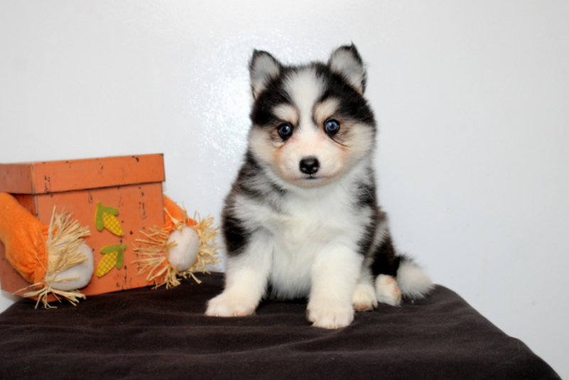 puppy, for, sale, Pomsky, Matthew B. Stoltzfus, dog, breeder, Gap, PA, dog-breeder, puppy-for-sale, forsale, nearby, find, puppyfind, locator, puppylocator, aca